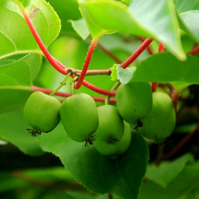 Thompson & Morgan Actinidia (Kiwi) Arguta Geneva 15Cm Pot X 2 from B&Q