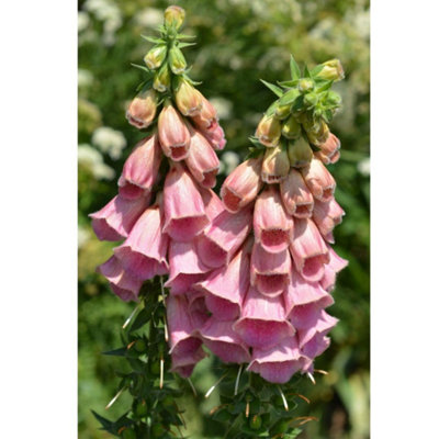 Thompson & Morgan Foxglove (Digitalis) Mertonensis 1 Litre Potted Plant X 1 from B&Q