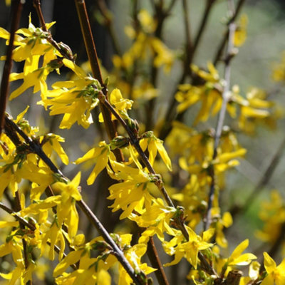 Thompson & Morgan Forsythia X Intermedia Lynwood Variety 9Cm Potted Plant X 2 from B&Q