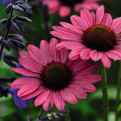 B&Q -  Echinacea Purpurea Magnus 1 Litre Potted Plant X 1