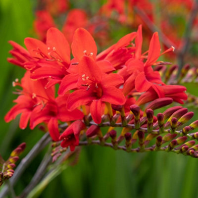 Thompson & Morgan Crocosmia Montbretia Lucifer 3 Litre Potted Plant X 1 from B&Q