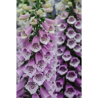 Thompson & Morgan Foxglove (Digitalis) Pur. Dalmatian Rose 1 Litre Potted Plant X 1 from B&Q