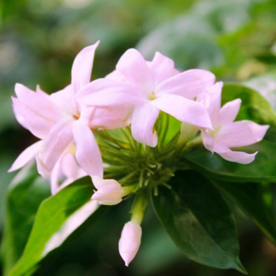 Thompson & Morgan Trachelospermum Jasminoides Pink 3 Litre Potted Plant X 1 from B&Q