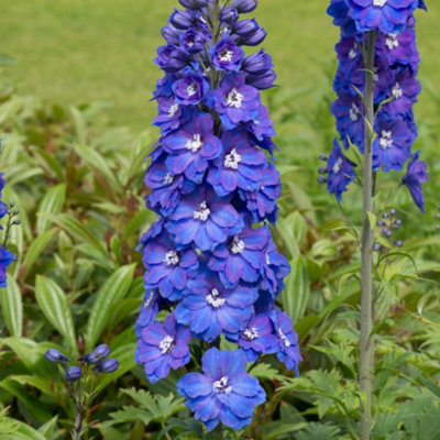 B&Q -  Delphinium Elatum Guardian Blue 3 Litre Potted Plant X 1