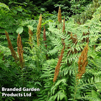 Thompson & Morgan Fern Osmunda Regalis 9Cm Potted Plant X 1 from B&Q