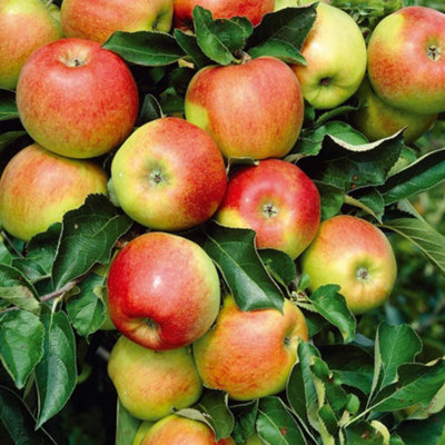 B&Q -  Apple (Malus) Jonagold (M9) Low Stem 24Cm Potted Plant X 1