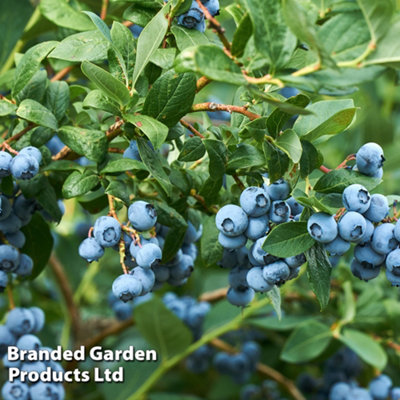 Thompson & Morgan Berry (Vaccinium) Osorno 1.5 Litre Potted Plant X 1 Light/Blue/White