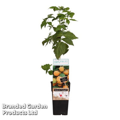 Thompson & Morgan Yellow Rubus (Raspberry) Idaeus Fallgold Potted Plant X 1 15Cm