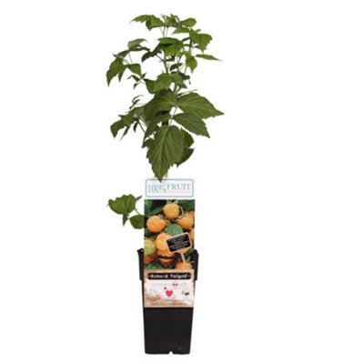 Thompson & Morgan Yellow/Light Rubus (Raspberry) Idaeus Fallgold Potted Plant X 2 15Cm