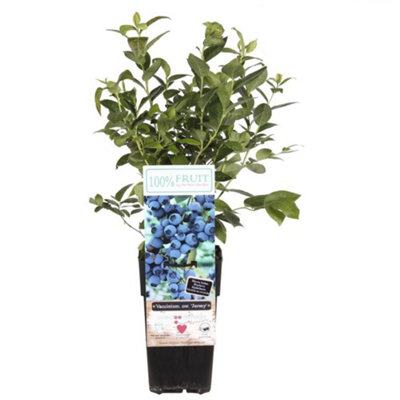 Thompson & Morgan Vaccinium (Blueberry) Corymbosum Jersey 15Cm Potted Plant X 3 from B&Q