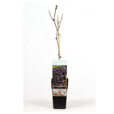 Thompson & Morgan Vitis (Grape) Beta 15Cm Potted Plant X 2 from B&Q