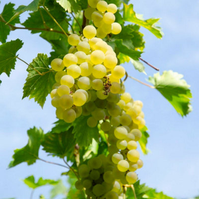 Thompson & Morgan Vitis (Grape) Bianca 15Cm Potted Plant X 3 from B&Q