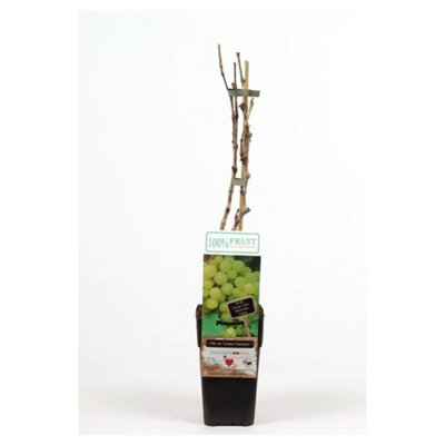Thompson & Morgan Vitis Grape Golden Champion Plant - 15cm Pot - Yellow Grapes - Image 3