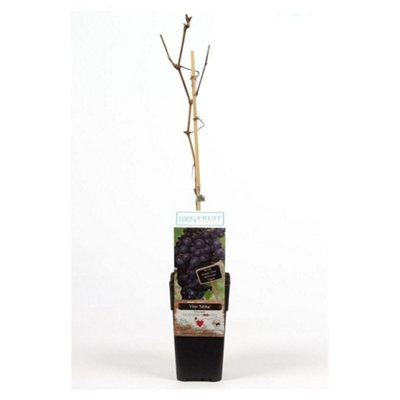 Thompson & Morgan Vitis (Grape) Mika 15Cm Potted Plant X 1 from B&Q
