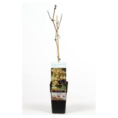 Thompson & Morgan Vitis (Grape) Sukribe 15Cm Potted Plant X 1 from B&Q