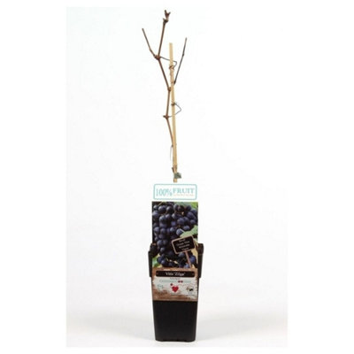 Thompson & Morgan Vitis Grape Zilga - 15cm Potted Plant - Red/Light Grapes - Image 4