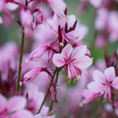 Thompson & Morgan Gaura Baby Butterfly Dark Pink 9Cm Potted Plant X 2 from B&Q