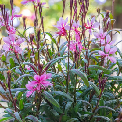 Thompson & Morgan Gaura Lindheimeri Crimson Butterflies 1 Litre Potted Plant X 1 from B&Q