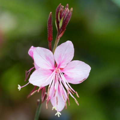 Thompson & Morgan Gaura Lindheimeri Siskiyou Pink 1 Litre Potted Plant X 1 from B&Q