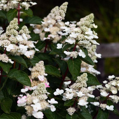 Thompson & Morgan Hydrangea Paniculata Living Infinity 1 Litre Potted Plant X 1 from B&Q