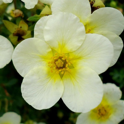 Thompson & Morgan Potentilla Fruticosa Limelight 9Cm Potted Plant X 3 from B&Q