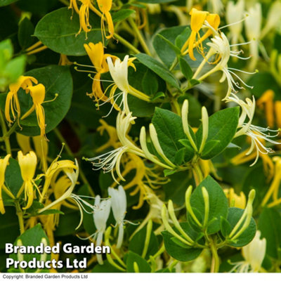 Thompson & Morgan Golden HoneysuckleLonicera Japonica Hall's Prolific 9Cm Potted Plant X 1 from B&Q