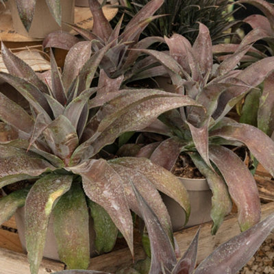 Thompson & Morgan Mangave Mission To Mars 9Cm Potted Plant X 3 from B&Q
