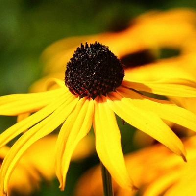 Thompson & Morgan Rudbeckia Fulgida Goldsturm 1 Litre Potted Plant X 4 from B&Q