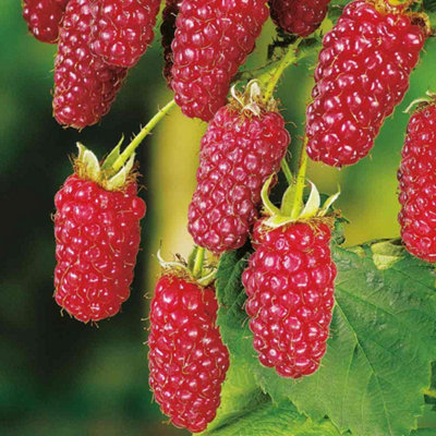 Thompson & Morgan Fruit Tayberry Plant Buckingham 2 Litre Potted Plant X 1 from B&Q