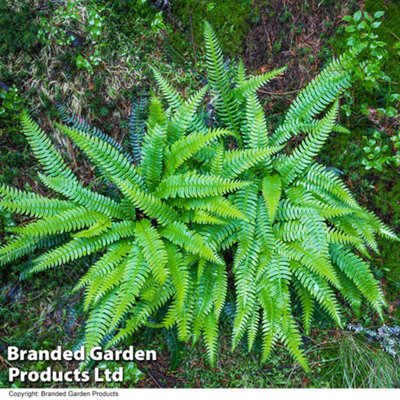 Thompson & Morgan Fern Blechnum Spicant 9Cm Potted Plant X 3 from B&Q