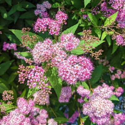 Thompson & Morgan Spiraea Japonica Odensala 9Cm Potted Plant X 3 from B&Q