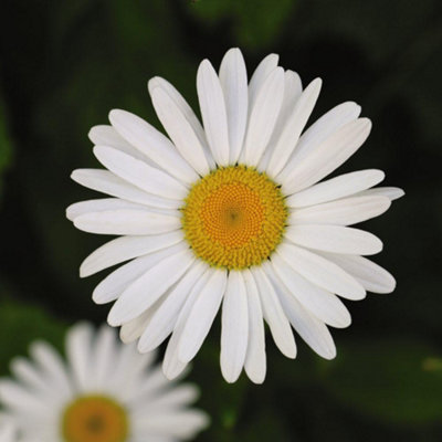 Thompson & Morgan Leucanthemum X Max Silver Princess 1 Litre Potted Plant X 1 from B&Q