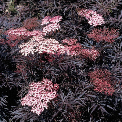 Thompson & Morgan Sambucus Nigra Black Lace 9Cm Potted Plant X 3 from B&Q