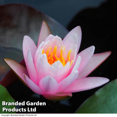 Thompson & Morgan Water Lily Pink 1 Bare Root Plant from B&Q