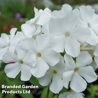 Thompson & Morgan White/Green Phlox Paniculata Rembrandt Pot X 1 9Cm