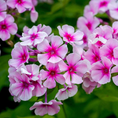 Thompson & Morgan Phlox Paniculata Bright Eyes 9Cm Pot X 1 from B&Q