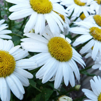 Thompson & Morgan Leucanthemum X Maximum Snow Lady 1 Litre Potted Plant X 1 from B&Q
