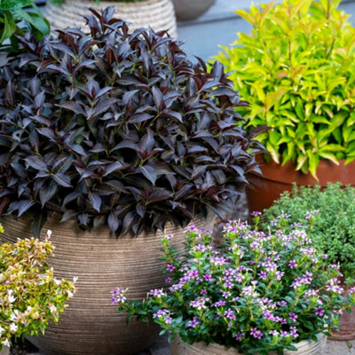Thompson & Morgan Weigela Arabian Nights 9Cm Potted Plant X 2 from B&Q