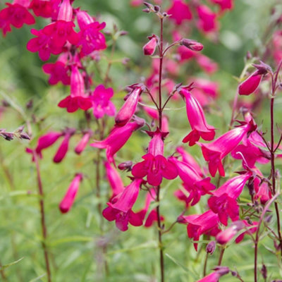 Thompson & Morgan Penstemon Garnet 1 Litre Potted Plant X 1 from B&Q