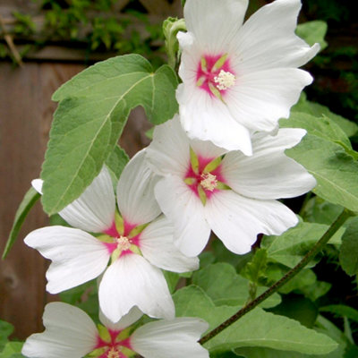 Thompson & Morgan Lavatera Barnsley Baby 9Cm Potted Plant X 4 from B&Q