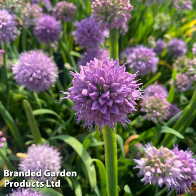 Thompson & Morgan Mountain Garlic (Allium Senescens) 9Cm Pot X 1 from B&Q