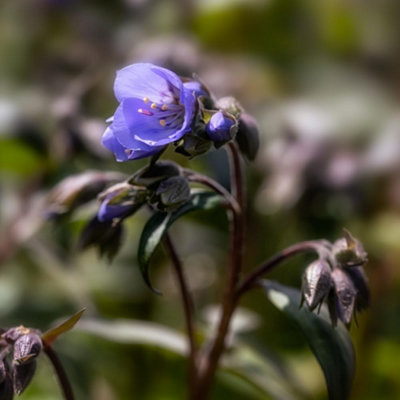 Thompson & Morgan Polemonium Heaven Scent 1 Litre Potted Plant X 1 from B&Q