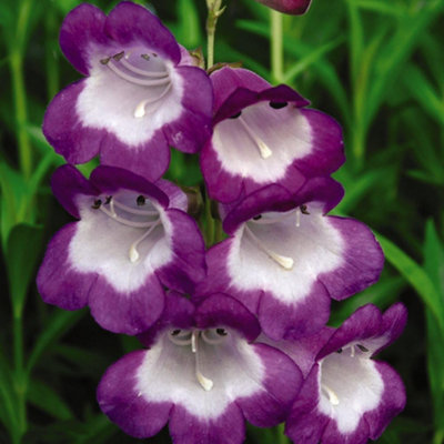 Thompson & Morgan Penstemon Pensham Czar 2 Litre Potted Plant X 1 from B&Q