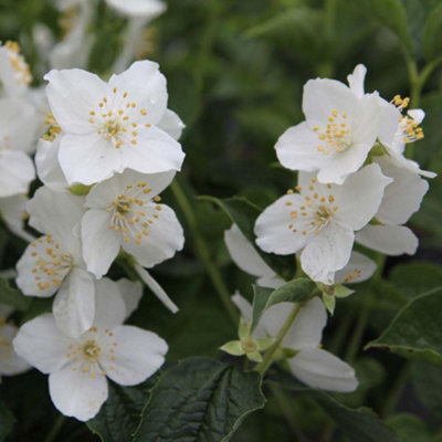Thompson & Morgan Philadelphus Coronarius 9Cm Potted Plant X 2 from B&Q