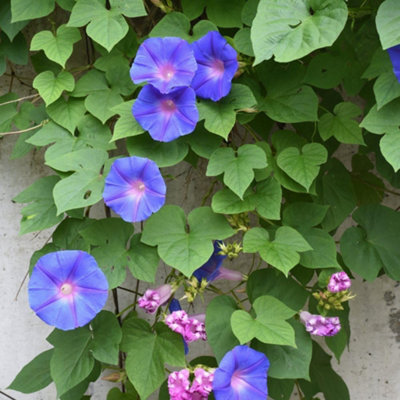 Thompson & Morgan Ipomoea Grandiflora Blue (Blauw) 10.5Cm Potted Plant X 1 from B&Q