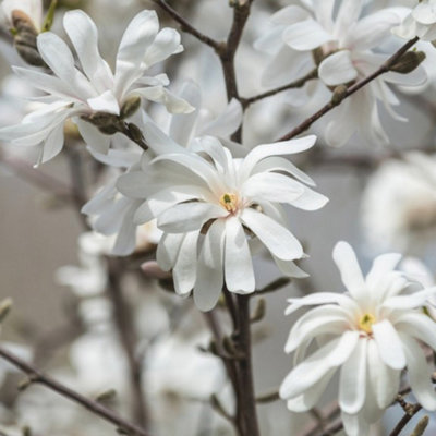 Thompson & Morgan Magnolia Stellata 10 Litre Pot X 1 White/Green