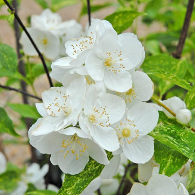 Thompson & Morgan Philadelphus Innocence 9Cm Potted Plant X 1 from B&Q
