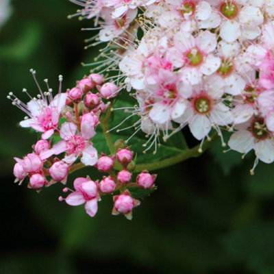 Thompson & Morgan Spiraea Japonica Little Princess 9Cm Potted Plant X 3 from B&Q