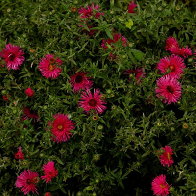 Thompson & Morgan Aster Novi-Belgii Jenny 1 Litre Potted Plant X 1 from B&Q