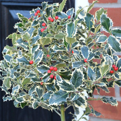 Thompson & Morgan Ilex (Holly) Aquifolium Argentea Marginata 9Cm Potted Plant X 2 from B&Q